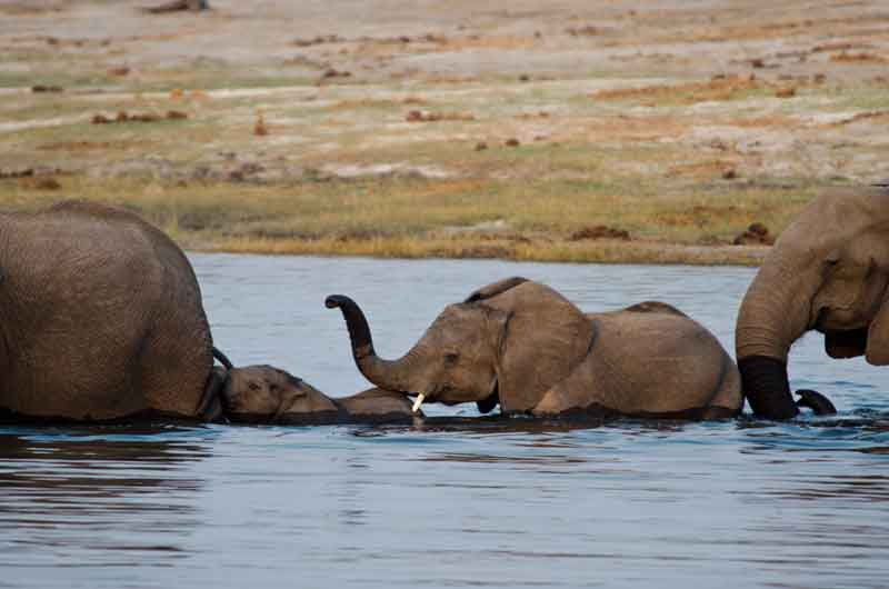 Elefante - parque nacional de Chobe - Botswana - cruzando un rio 3.jpg
